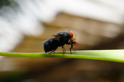 Close-up of housefly