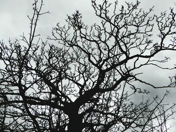 Low angle view of tree against sky