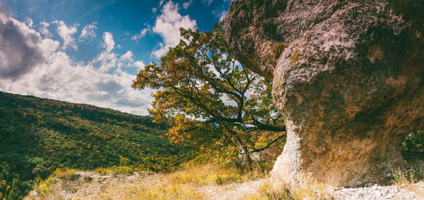 Tree by rocks against sky