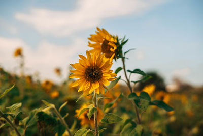 Close-up of yellow flowering plant on field against sky