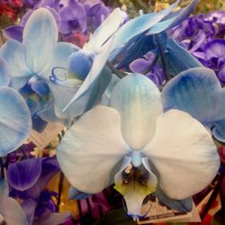 Close-up of flowers blooming outdoors