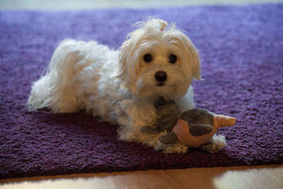 Close-up portrait of puppy