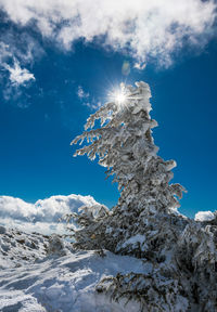 Low angle view of snowcapped tree against blue sky