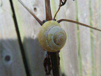 Close-up of plant against blurred background