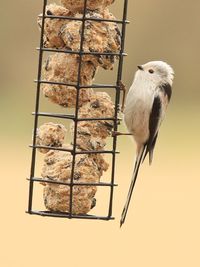 Close-up of long-tailed tit on bird feeder