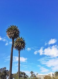 Low angle view of palm trees against blue sky