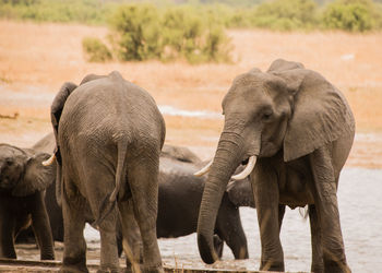 Elephants in the savanna of in zimbabwe, south africa