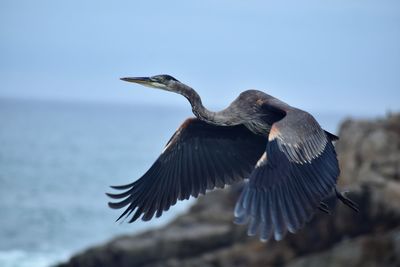 Low angle view of bird flying against sky