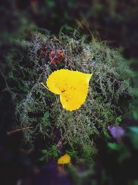 Close-up of yellow flower