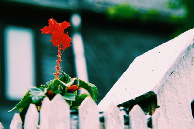 Close-up of red flowering plant