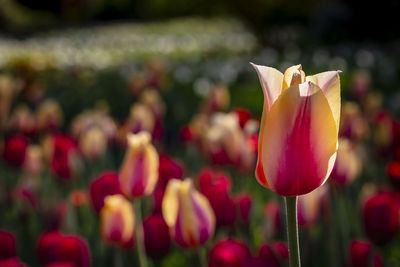 Close-up of red tulip flowers on field