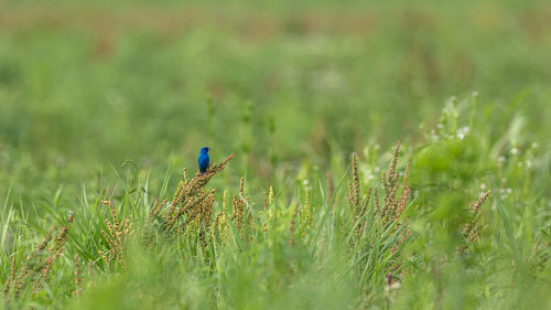 A majestically blue indigo bunting is a splash of blue in a sea of green grasses in a field