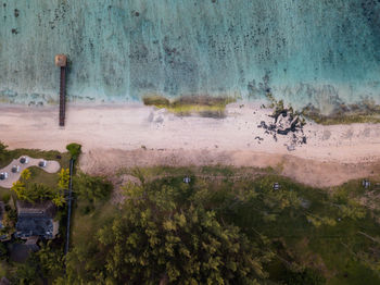 Plants growing on land