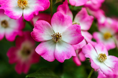 Close up of pink flowering dog rose flower. botanical rosa canina