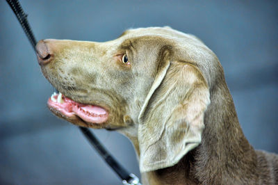 Close-up of a dog looking away