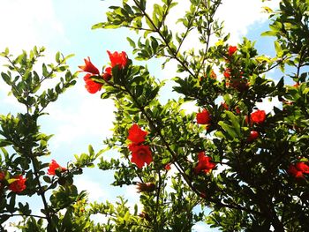 Low angle view of red berries on tree against sky