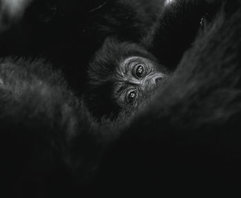 Close-up portrait of a mountain gorilla baby
