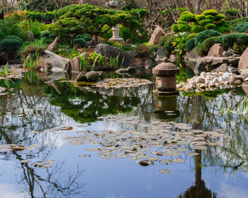 Reflection of plants in water