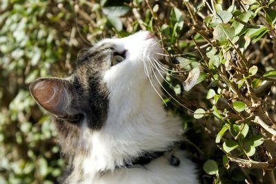 Close-up of cat by plants