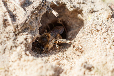 Close-up of spider