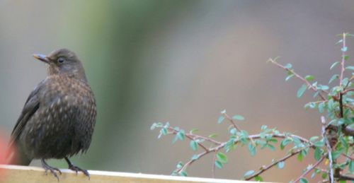 Bird perching on tree