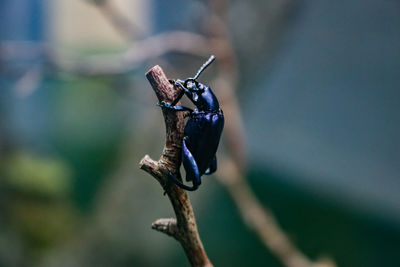 Close-up of insect on flower