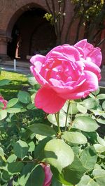 Close-up of pink rose