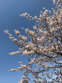 Low angle view of magnolia blossoms against clear blue sky