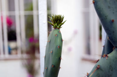 Close-up of cactus plant