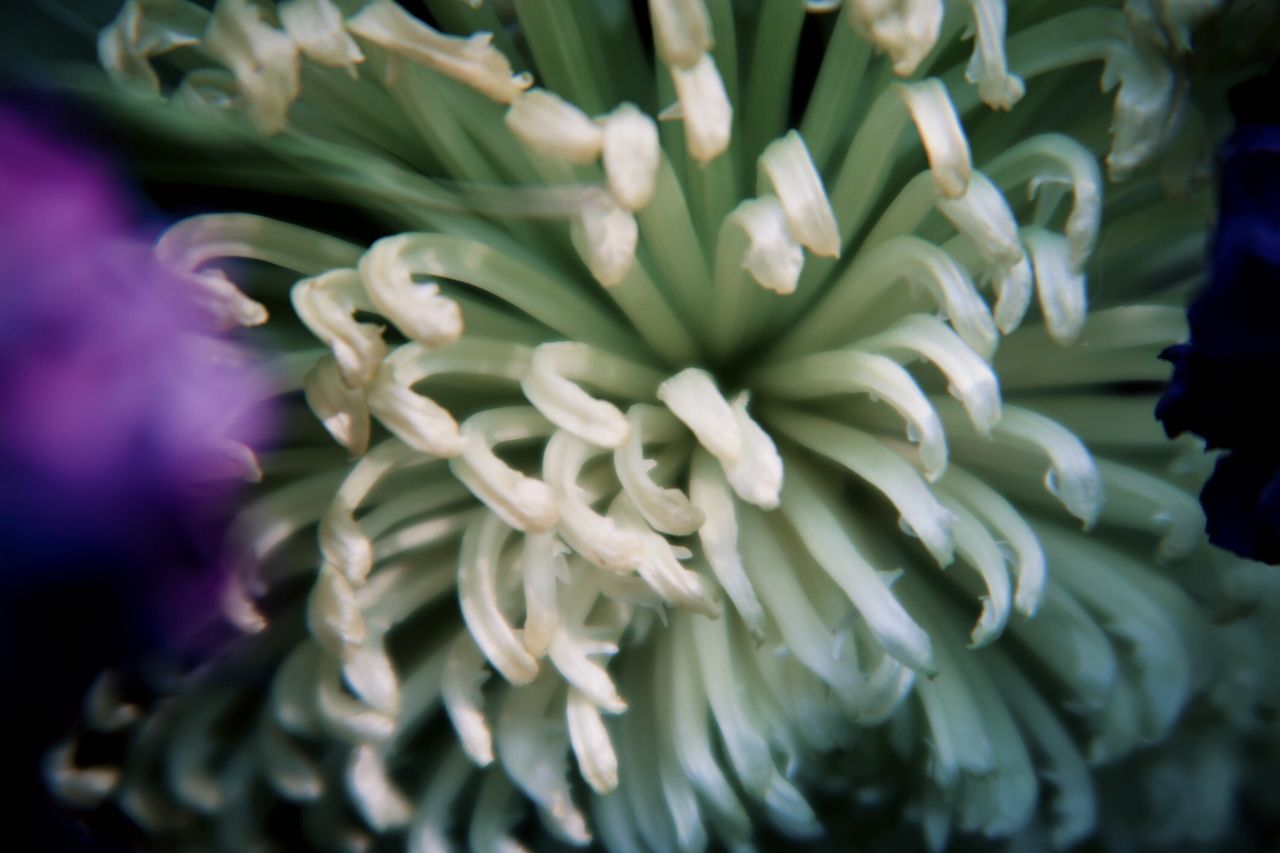 CLOSE-UP OF PURPLE FLOWERING PLANTS