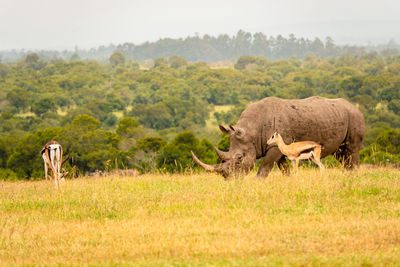 A lone rhino amidst antelopes in the savannah grasslands at ol pejeta conservancy in nanyuki, kenya