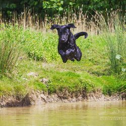 Black labrador jumping into lake