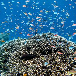 Close-up of fish swimming in sea