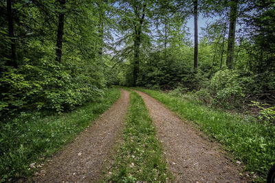 Dirt road amidst trees in forest