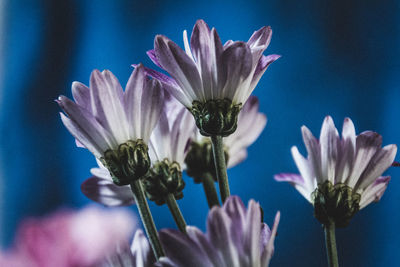 Close-up of purple flowers