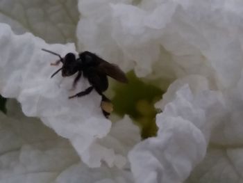 Close-up of black insect