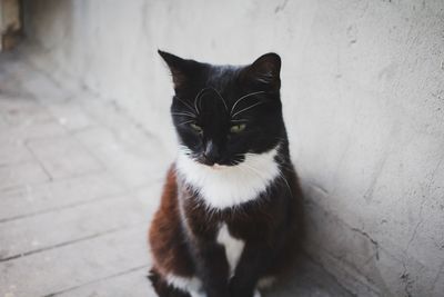 Portrait of black cat sitting on floor