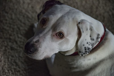 Close-up portrait of dog