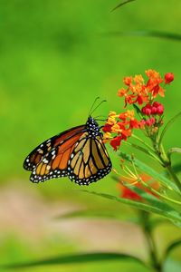 Close-up of monarch butterfly feeding on milkweed flower