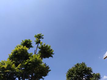 Low angle view of tree against blue sky