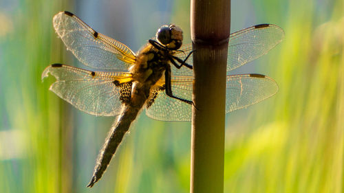 Close-up of dragonfly on plant