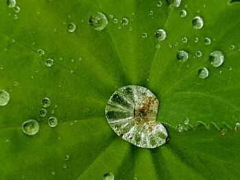 Macro shot of water drops on leaf
