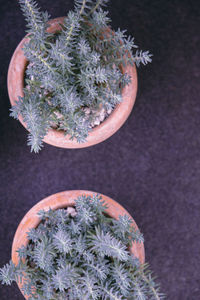 High angle view of potted plants