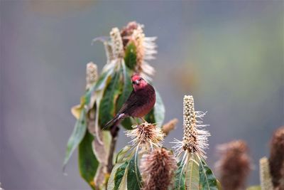 Close-up of bird perching on flower