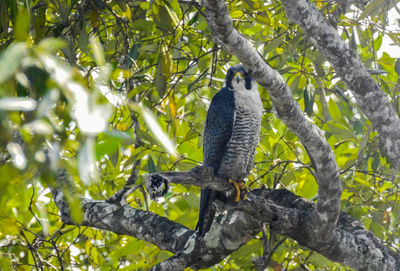 Low angle view of bird perching on tree