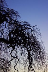 Low angle view of bare trees against clear sky