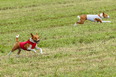 Running two basenji dogs in red and white jackets across the meadow on lure coursing competition