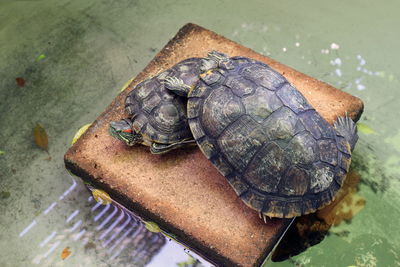 High angle view of turtle in water