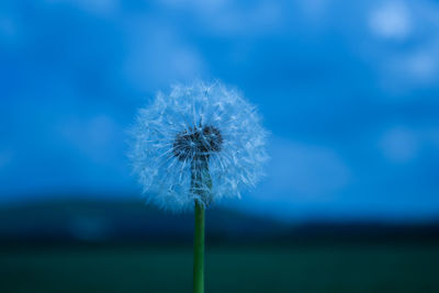 Close-up of dandelion against blue sky