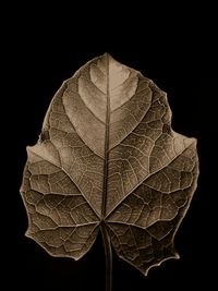 Close-up of leaf against black background